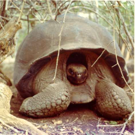 Jättesköldpadda från Galapagosöarna.